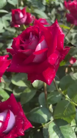 Si Red vanilla dengan perpaduan warna merah dan putih menjadikan mawar ini salah satu mawar favorit 🥰🥰🥰#bungamawar #mawar #mawarhidup #mawarmurah #mawarcantik #mawarmalang #mawarmerah 