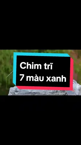 💥🦜#channuoi #chimtri7mau #chimtri7mauxanh #chimtri7mauvang #chimtri7maudo #thegioidongvat #70tayninh #🤝❤️ 