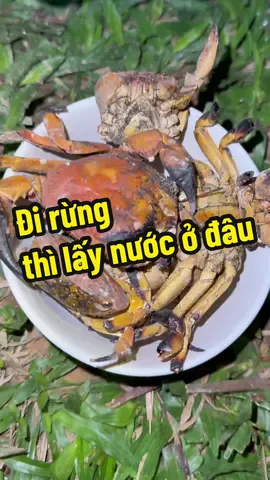 Đi rừng thì lấy nước ở đâu? #thaoduoc #thaoduocdantoccaolan #thaoduocdantoc #LearnOnTikTok #chuthanhthaoduocdongbac 