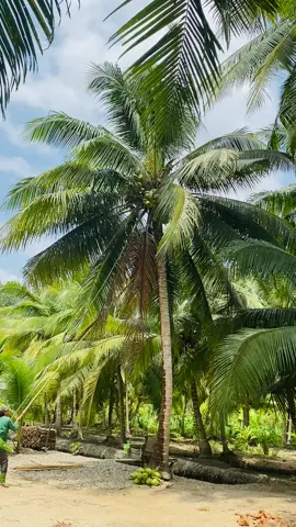 Hái dừa Trà Vinh 🥥🌴 #mientay #travinh 