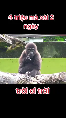 4 triệu mà xài có 2 ngày huhu #longtienghaihuoc #xuhuong #vuive #haihuoc #khỉ 