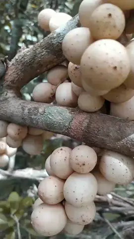 Panen Buah Langsat...☺️#panenbuah #kebunbuah #buahlokal #buahlangsat #buahlokalindonesia #buahduku #vidiocinematic 