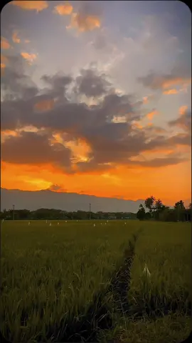 Tarhim maghrib di kampung halaman  🌾 #ekspresikanramadan #CapCut #suasanapedesaan #vibes90an #tarhimmaghrib 