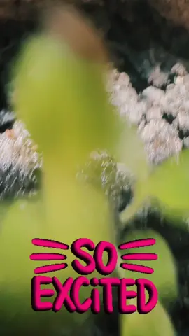 Good morning and im watching my lettuce literally grow by the hr its crazy!! Tomatoes are doing amazing too! #gardening #organic #growing #veggies #fyp #fypシ 