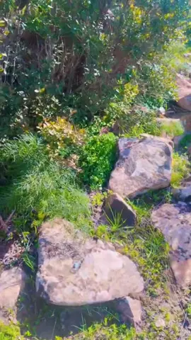 #la_kabylie_mon_amour♓️♓️♓️ #abonnetoi❤️❤️🙏 #bouira10 #tiziouzouⵣimazighen💛💚 #bejaia06_la_kabyle💪♓❤️ 