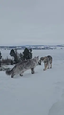 Giant Maine Coon cat meets wolf #mainecoon #wolf #cat