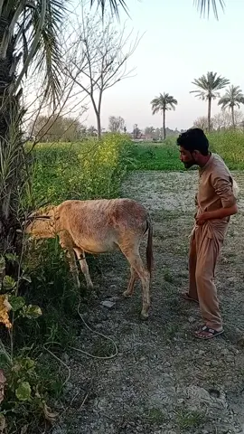 #animalsoftiktok #viralvideo #viraltiktok #animals #donkey #amazing 