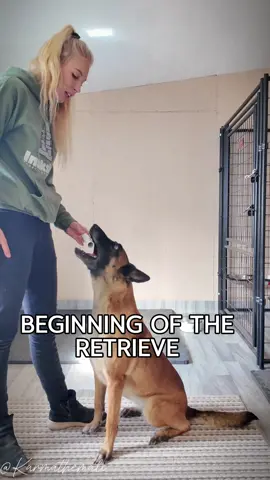 Beginning of the retrive 💪🏽 A short video of how I start teaching the retrieve with Lyric ✨  - - - #poweredbyinukshuk #retrieve #dumbells #igp #DogTraining #malinois #workingdog 