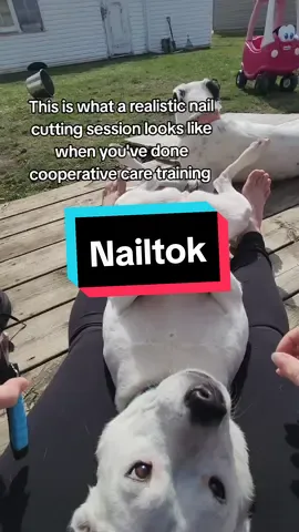 Keep those nails trimmed and always reward! #cooperativecare #DogTraining #dognailclipping #nailtrim #cooperative #nailtok #dogtok 