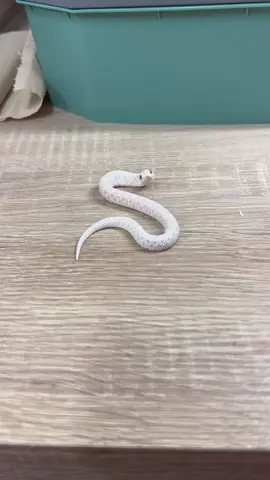 ขอโทษค่ะลืมใส่ถ่าน   #สวนสัตว์tiktok #สัตว์เลี้ยงน่ารัก #sweethogs #hognose #hognosesnake #snake #reptile 