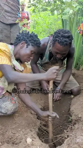 Hadzabe Tribe dig to find edible plant roots that are important for their survival in the forest #hadzabetribe #hadzabe #africantribes #hadzabe 