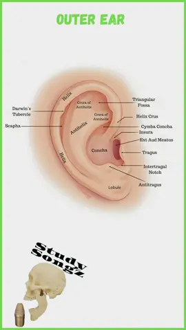 The Auricle/Pinna is the outer ear and all the twists and turns have anatomical names. Check out this song by @studysongz to memorize the outer ear anatomy Lyrics: Elastic cartilage makes the ear Auricle Pinna the outer ear  Helix round to the Helix Crus Anti Helix up to the Crura Tragus opposite the  Anti Tragus  In between  intertragal notch  Incisura in front of the Concha Another Concha the Cymba concha  Say that three times fast Bet you can’t concha  Cymba Concha Triangular fossa  External auditory meatus  Darwin’s Tubercle by the Scapha #studysongz #share #like #comment #follow #nerves #ear #hearing #audiology #music #newmusic #reels #viralreel #art #instagood #mbbs #medical #nursing #vestibular #physicaltherapy #ent # hearingaides #cochlea #anatomy #anatomy101 #physiology #studygram