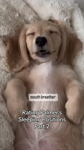 Torn between squished potato and mouth breather being my favorite 💤 #dog #dogsoftiktok #dachshund 