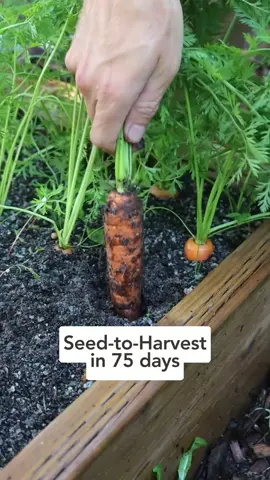 🥕 LOVED growing these carrots last year! Get your hands on the Resistafly variety at the link in my bio! #howtogrowcarrots #gardeningtips #beginnergardening 