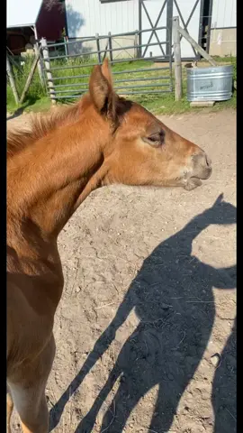 Scratches so good ☺️ #missstellaartois #painthorsesoftiktok #foalsoftiktok #horsesoftiktok #fyp #wisconsin #Summer #birdschirping 