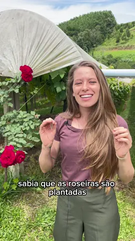 #dedoverde #hortas #hortaorganica #hortaemvasos #hortaemvaso #horta #hortaemcasa #hortaurbana #hortacaseira #hortaorgânica #hortaemapartamento #plantar #plantio #jardinagem 