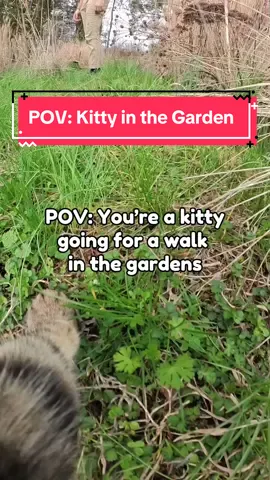 Kitty got that strut 🐈✨ #pov #asmr #catsoftiktok #garden #fyp 