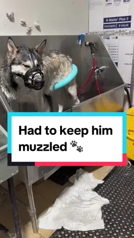 Owner brang him with a muzzle 🐾🐶 Follow us on YT at “The Dog Detailer” for longer verisons.  #siberianhusky #huskiesoftiktok #husky #doggrooming #dogbath #alaskanmalamute #tutorials 
