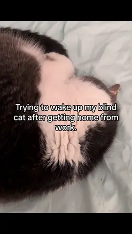 Holly really is a hard sleeper expect at night when she’s trying to get pets. 🤦🏻‍♀️ #cat #catsoftiktok #cattok #blindcat #blindcatsoftiktok #pet #PetsOfTikTok #petlover #hollythecat #cats #cat #fyp #fypシ 