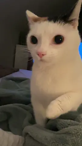 the old “overstimulated by getting nails trimmmed” into “overstimulated by nails getting stuck on things because they aren’t trimmed” combo, perfectly timed to the show i was watching #cats #catsoftiktok #beantok 