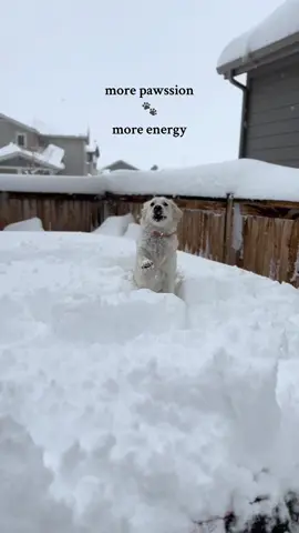 Trampolines are the best on snow days #snow #snowday #colorado #trampoline #goldenretriever #funny #dog #dogsoftiktok #snowdog #morepassionmoreenergy #morepawssion 