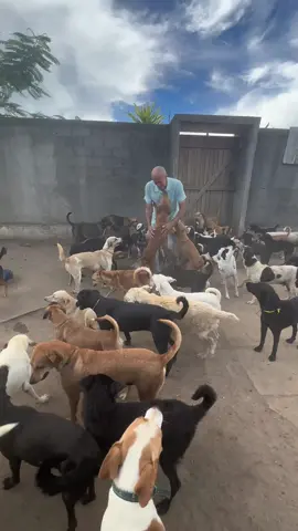 1200 caes vivem em harmonia com o tutor Antônio ✨ Seja um padrinho❤️🙏#abrigo #abrigodecaes #cachorro #paidepet #viralata #causaanimal 