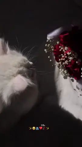 💗🌻✨ . . .  . . #حب #قطط #فيروز #لايكات #لايك #لايك__explore___ #اكسبلورexplore #اكسبلور #اكسبلوررررر #ريلز_explor #ريلز #مشاهير #مشاهير_تيك_توك #أحبك #شعر #اغاني #تصويري #تصوير #يوم_مختلف #هدوء #ورد 