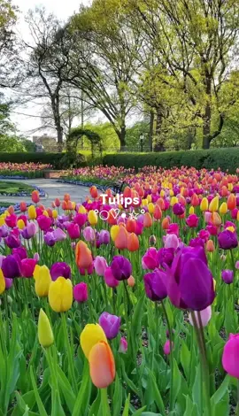 tulips🌷 #tulips #flowers #real #foryoupage 