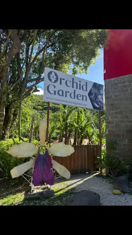 The Orchid Garden One of the most beautiful palces I’ve visited. The guide was so young, knowledgeable and enthusiastic, he was conducting the tour in English, Sapnish and French. It blowed my mind and now i feel like I have bring up my game. Rhank you Costa Rica! #TheOrchidGarden #Orchids #CostaRica #Belize #Reyestikal #CentralAmerica #MayaAdventureTravel #TravelBelizeGuatemala 