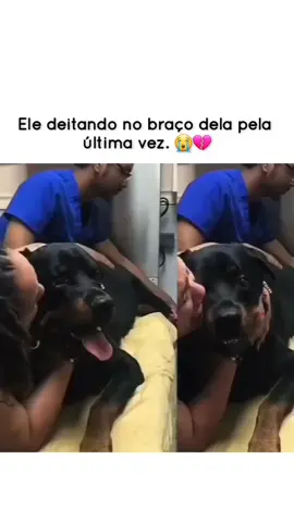 #pet #dog #amordepet 