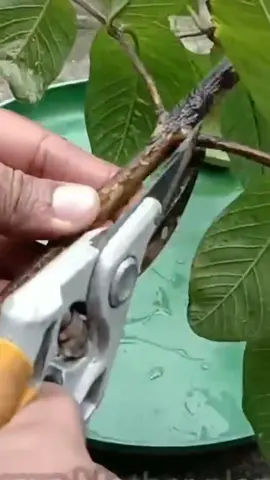 #plants #fyp #fypシ 