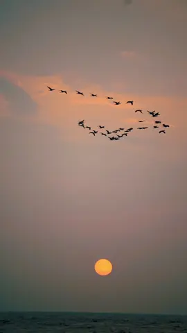 Solo para amantes de los atardeceres 🌅 #sunset #ocaso #atardecer #aves #nature #Colombia #sun #beach #praia #playa #parati #sunset #dedicatoria #sky #ceu #cielo 