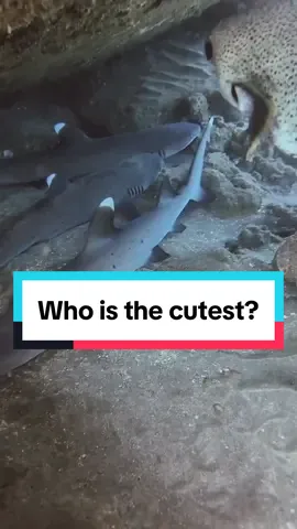 I can’t handle the cuteness from todays dive! I vote sharks, my daughter votes puffer- who won cutest ocean fishy of the day? #cuteanimals #pufferfish #babyshark #cuteness #aww #fyp 