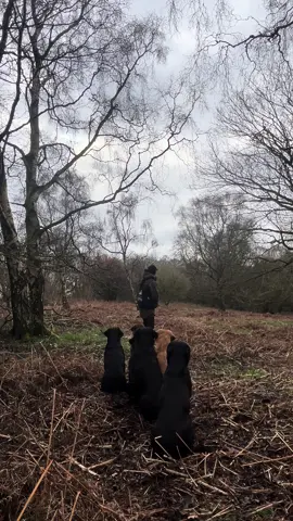 Willis out with the boys …  #labradorretriever #chocolatelab #foxredlab #yellowlab #blacklabsquad #training #teampureflax #gundogtrainer  #slingleygundogs #pickingupteam  #instavideo