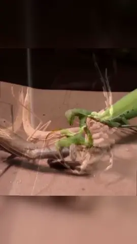 Clash Between Two Mantises #Nature #Insects