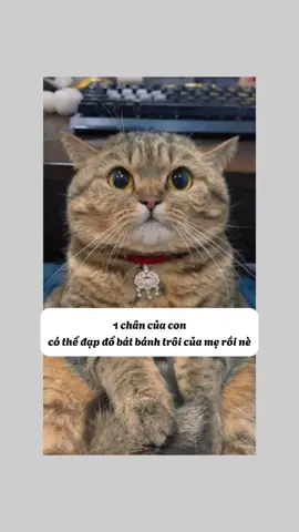 Hổ Hổ: sos!!!!!!! #pet #cuti 