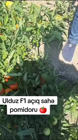 Ulduz F 1 açıq sahə pomidor toxumu