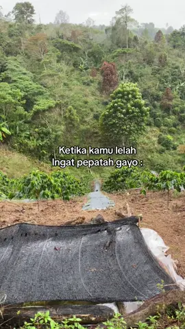 Buet kegere mesen sananeh. #gayoftiktok #benermeriah #etnisgayo #lawakgayo #petanikopi #gayo 