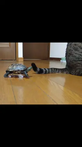 なんかポケモンっぽい🐢 #クサガメ #クサガメ軍曹 #turtle #福岡県 #笑ったらチャンネル登録 