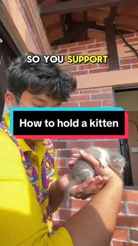 A useful tutorial for everyone. Disclaimer: I’m not a professional #meowmeow 