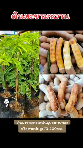 #มะขามหวานพันธุ์ประกายทอง #ต้นมะขามหวาน #ต้นมะขามหวานสีทอง #มะขามหวาน #มะขามหวานสีทอง #เพลงกระแส #เทรนด์วันนี้ #ขายดีในtiktok #tiktokครีเอเตอร์🛒 #ร้านกระถาง #ขายดี 