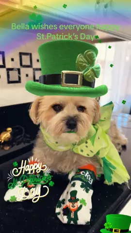 #dog#animal#happy#st.Patricks#fypシ 