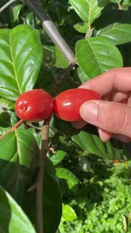 Have you tried silverberries? These tiny fruits have a tart yet juicy flesh beneath their smooth orange skin. They grow on our small farm in South Florida in limited quantity and you can order the fruit at miamifruit.org. Silverberries are high in vitamin C and lycopene, and they’re tasty raw or cooked. Cooking the fruit increases the lycopene content. The fruits and seeds are a good source of essential fatty acids as well which is very unusual for a fruit. The seeds are also edible although somewhat fibrous, and are especially high in proteins and fats. This plant is a nitrogen fixer. It takes nitrogen out of the air and puts it into the ground through a symbiotic relationship with a bacteria that lives in their roots, thereby improving the fertility of the surrounding soils. You can eat this fruit fresh or cook it into a jam or bread. #Silverberry #Miamifruit