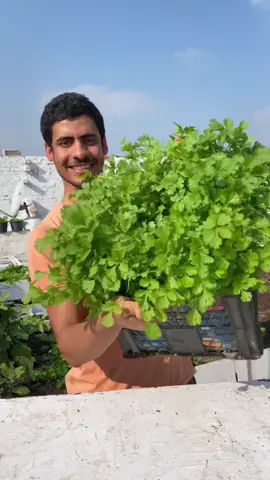 زراعة الكزبرة في المنزل #أحمد_السمالوسي #tiktok #fyp #viral #plants #plantsoftiktok 