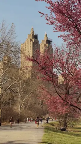 IT’S FINALLY HERE! spring has ✨officially✨ moved into manhattan a few days early and is beginning to blossom with full force. bring on the april showers and may flowers 🌞🌷🌳🏙️✨ shot on iphone 15 pro max 4k at 30fps new york city  #ethanbarberco #newyorkphotographer #newyorkcity #springinnewyork #springtime #centralpark 