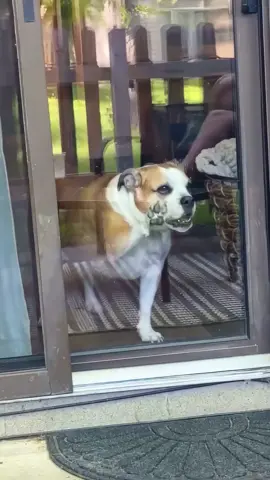 funny dogs Comp 🤣🐶 episode 186 #funny #pet #animals #funnyanimals #fyp #foryou #dog #dogsoftiktok #funnyvideos #🤣🤣🤣 #funnypets #funnydog 