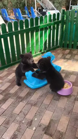 Bear cubs 🐻🐻 #babybear #bearcubs #bears #cute #animals #fyp #foryou 