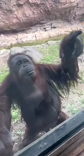 He’s so smart🤓 #zoo #orangutan #curiousgeorge #monkey #animals 