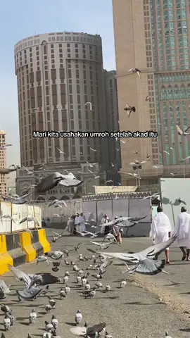 Semoga Allah mengabulkan #umroh2024 #madinah #umroh #muslimtraveler 