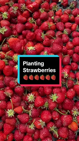 Planting bare root strawberry plants from @Stark Bro's Nursery & Orchards If you’re someone who likes to pick your own strawberries, this DIY garden hack allows you to do it in your own backyard. #strawberryharvest #diygarden #strawberrypicking #starkbros 